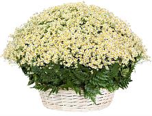 Цветочная композиция из Ромашки в корзине #REPLACE_PRED# Нижнее Мячково